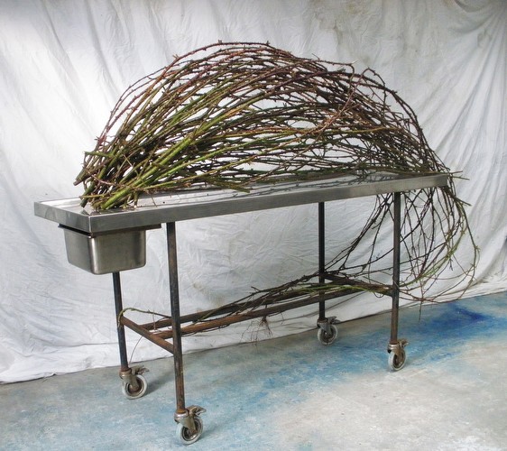 Systema Naturae<br class=