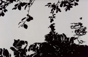 "Zweige", 2003. Cut-Outs, 52 x 79 cm