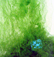 <i>Plants</i> (2002-2006) detail